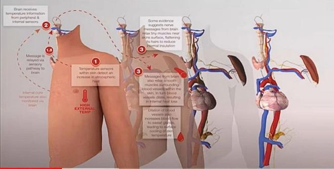 benefits of Cold Shower for better blood circulation